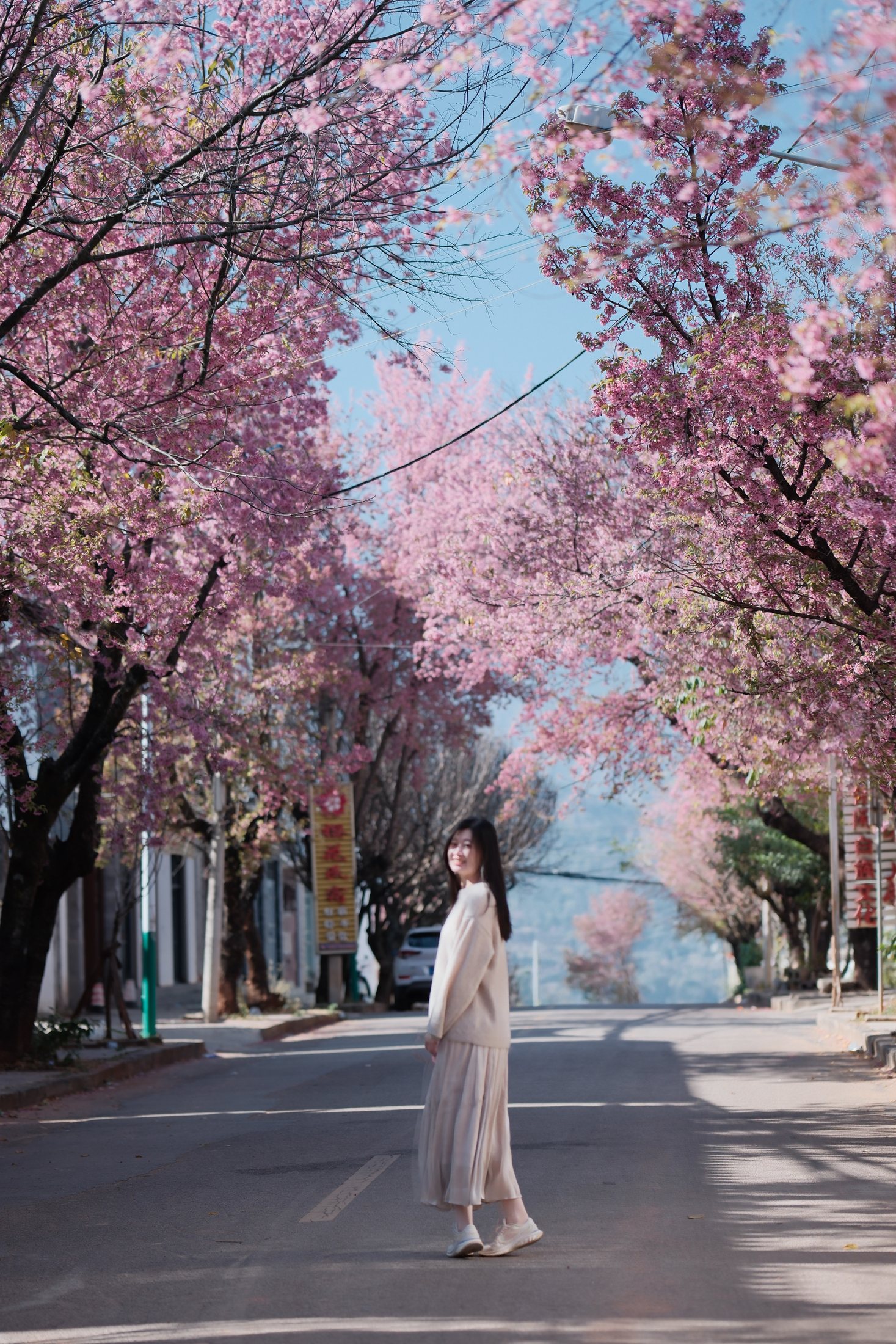 樱花街道